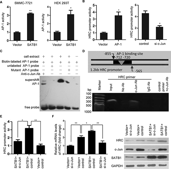 AP-1 is critical for SATB1-mediated HRC expression.