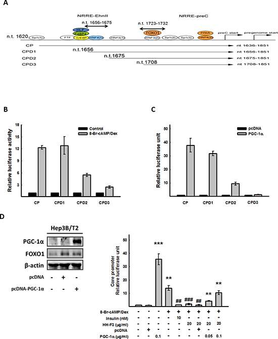 CP (nt 1656&ndash;1675) is the cis-element responsible for 8-Br-cAMP/Dex to HBV core promoter activity, and overexpression of PGC-1&alpha; can reverse the inhibition of HH-F3 to the core promoter.