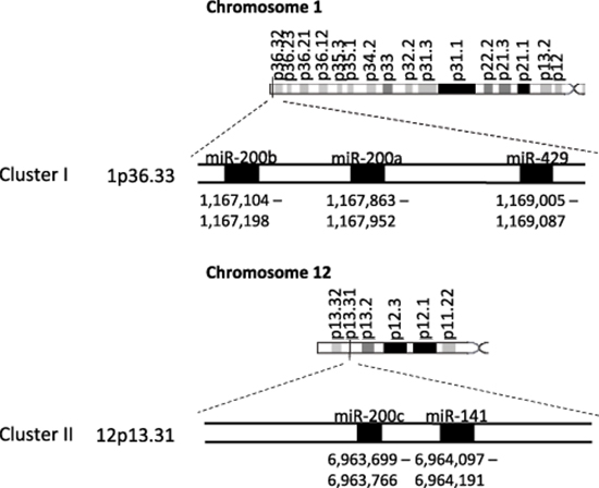 The miR-200 family two clusters are located on two different chromosomes.