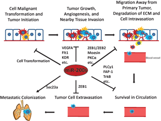 The miR-200s play critical roles in tumor initiation and the metastatic cascade.