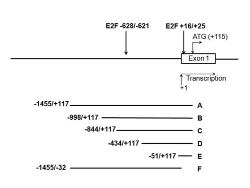 Fig.2: Schematic overview of the 5&#x2019; promoter region of the human TRAIP gene.