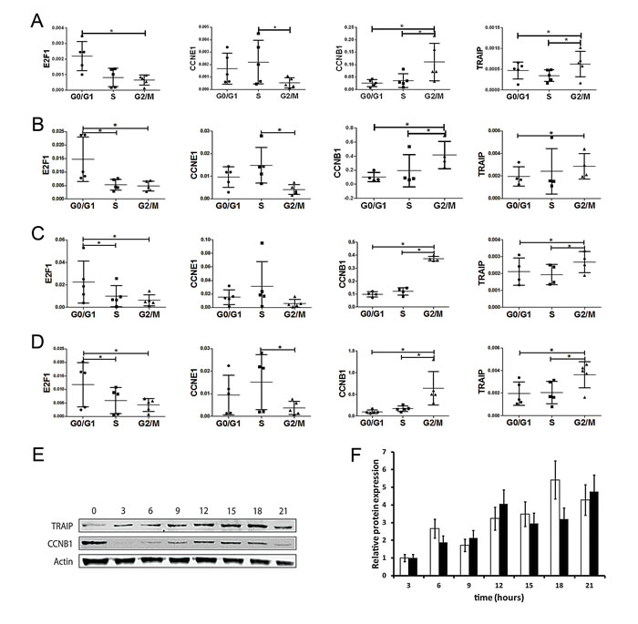 Fig.5: TRAIP is predominantly expressed in the G2/M phase of the cell cycle.