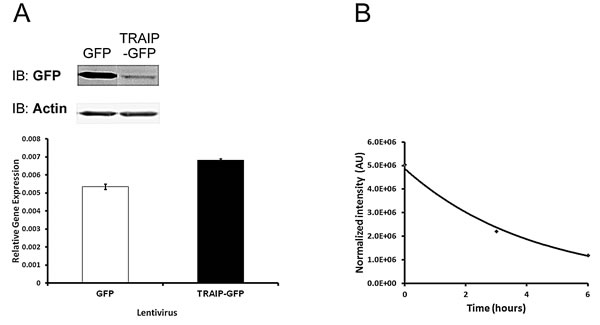 Fig.6: TRAIP protein has a short half-life.