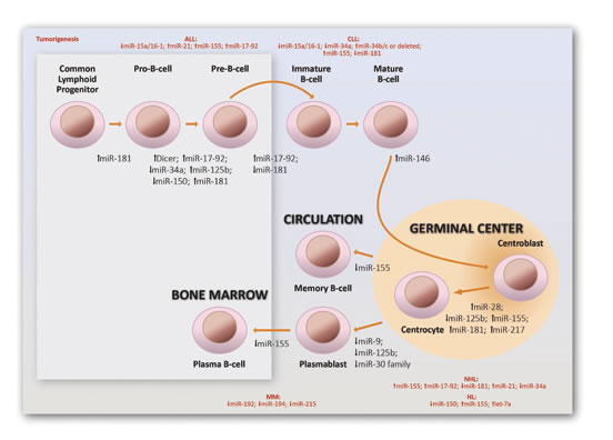 Involvement of miRNAs on normal and malignant human B-cell differentiation.