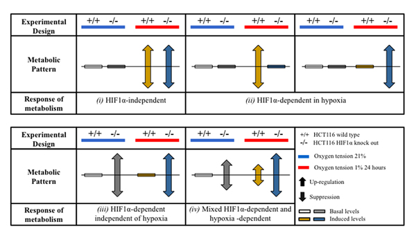 Patterns of adaptation of hypoxic cell metabolism.