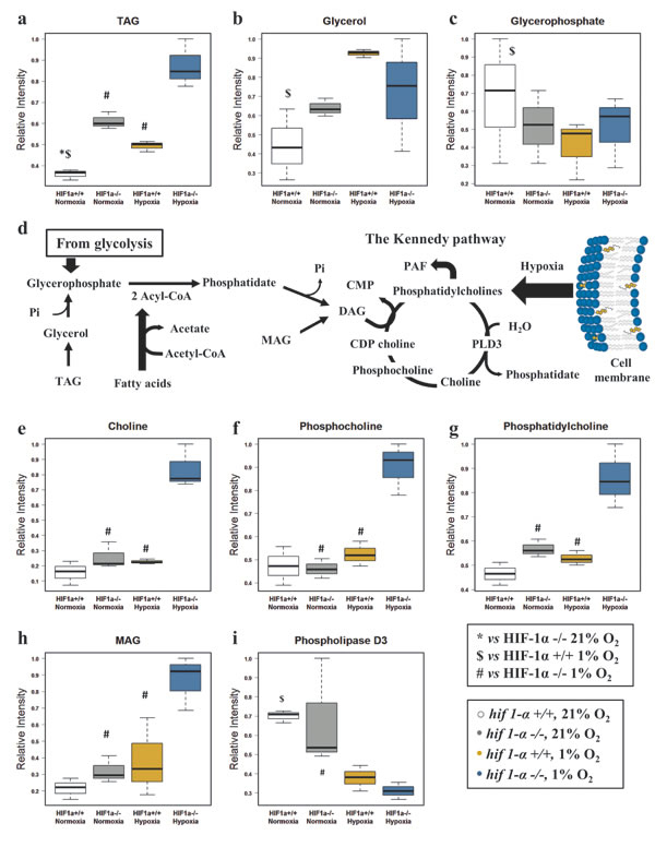 Glycerol derivatives and phospholipids are dependent on HIF1&#x3b1;.