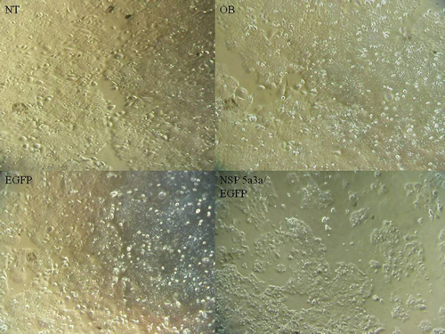 Morphological observation of HN30 cells 3 days post-transfection.