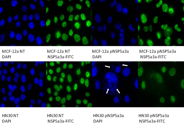 Immunostaining of HN30 and MCF-12a cells for NSP 5a3a 3 days post-transfection.