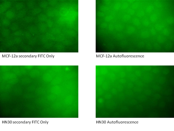 Immunostaining controls of HN30 and MCF-12a cells for secondary anti-rabbit FITC and autofluorescence.