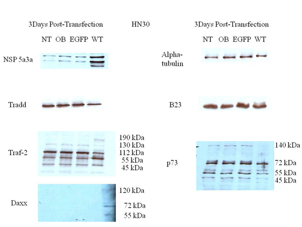 Western Blot analysis of total lysates from asynchronous HN30 cells 3 days post-transfection.