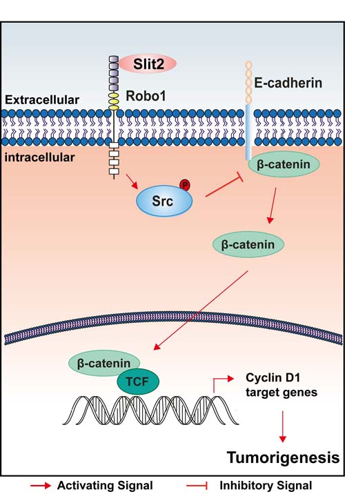 A schematic illustration of how activation of Slit2/Robo1 signaling might promote early initiation of intestinal tumorigenesis.