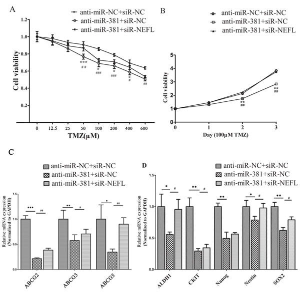 NEFL-siRNA reverses the sensitivity of LNA-anti-miR-381-treated cells to TMZ.