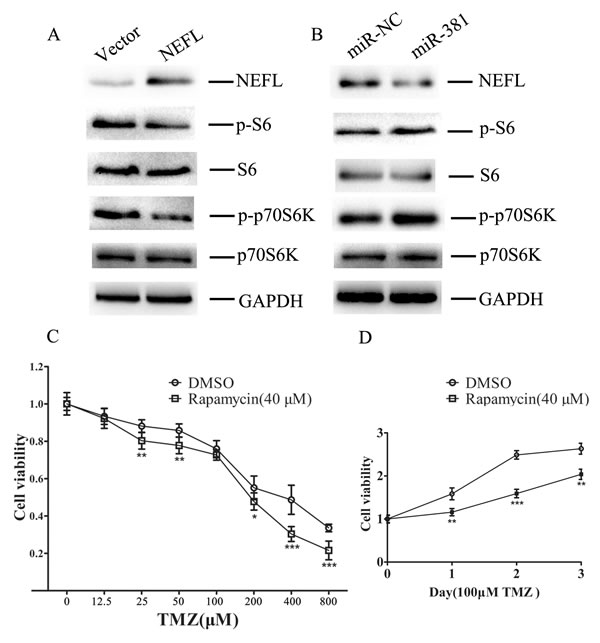 NEFL sensitizes glioblastoma cells to TMZ by inhibiting the mTOR pathway A.