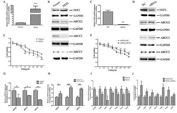 NEFL affects the chemosensitivity of glioblastoma cells to TMZ by regulating multidrug resistance and stemness factors.