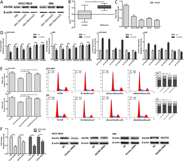 Metformin also upregulated DGCR8 to affect miRNAs expression.
