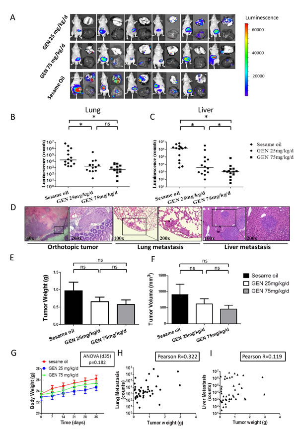 Genistein effects on distant organ metastasis in orthotopic nude mouse model.
