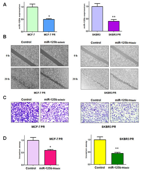 miR-125b mimic inhibited motility and invasion in paclitaxel-resistant (PR) breast cancer cells.