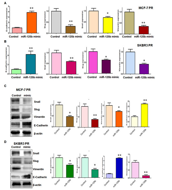 miR-125b mimic regulated the expression of EMT markers in PR breast cancer cells.