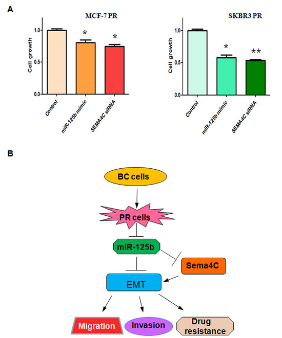 Up-regulation of miR-125b or depletion of Sema4C enhanced PR cells to paclitaxel sensitivity.