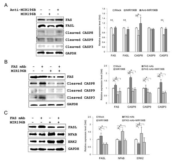 MIR196B regulates FAS-mediated apoptosis in SW480 cells.