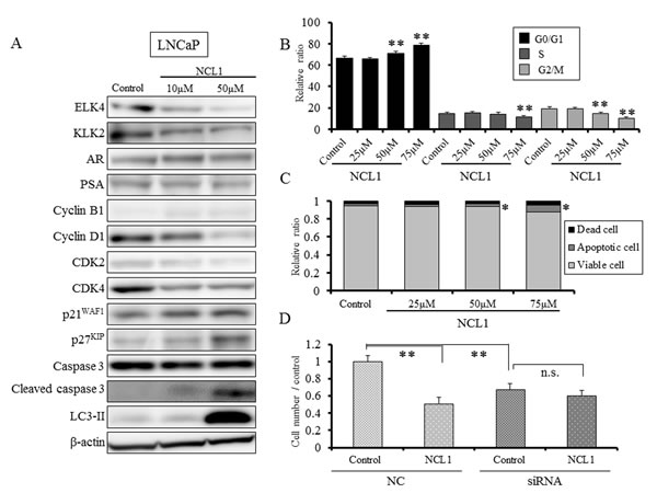 NCL1 treatment induced cell cycle arrest and apoptosis in LNCaP cells.