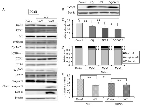 NCL1 treatment induced apoptosis and autophagy in PCai1 cells.