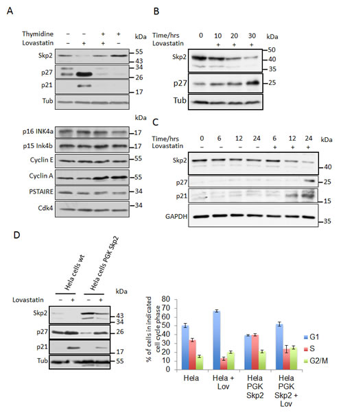 Lovastatin induces downregulation of the Skp2 protein.