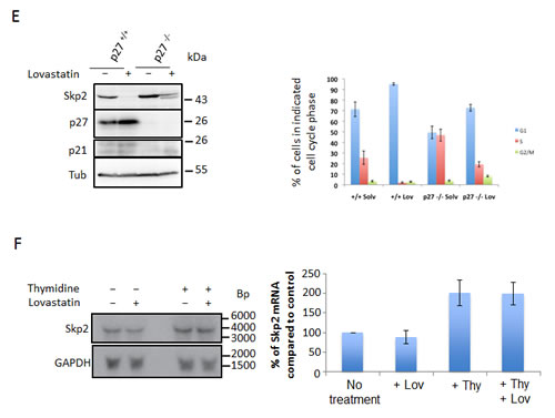 fig1a