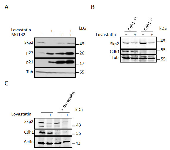 Lovastatin induces Skp2 protein degradation which is independent of its canonical E3 ubiquitin ligase APC/C