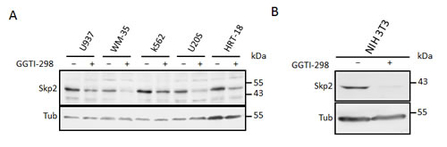 Inhibition of geranylgeranylation induces Skp2 degradation in many cell types.