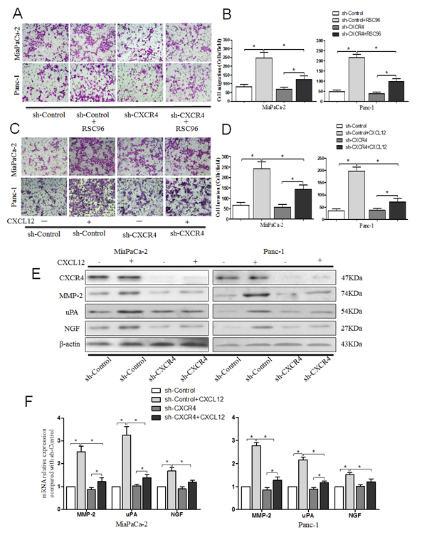 Fig.3: CXCL12 promoted pancreatic cancer cells metastasis and invasion via the receptor CXCR4.