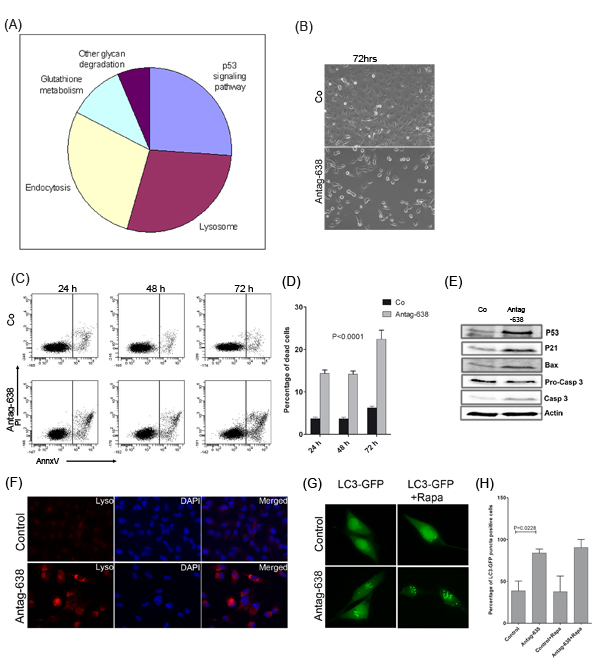 Knockdown of miR-638 induces p53-mediated apoptosis and autophagy.