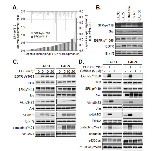 Constitutive activity of SFK is independent of EGFR activation.