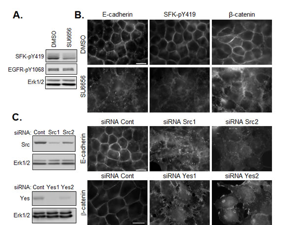 SFKs positively regulate the maintenance of E-cadherin based cell-cell junctions.