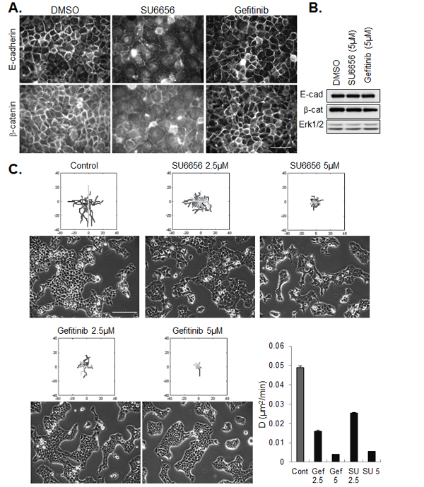 Effect of SFK and EGFR inhibitors on cell-cell junctions and collective migration.