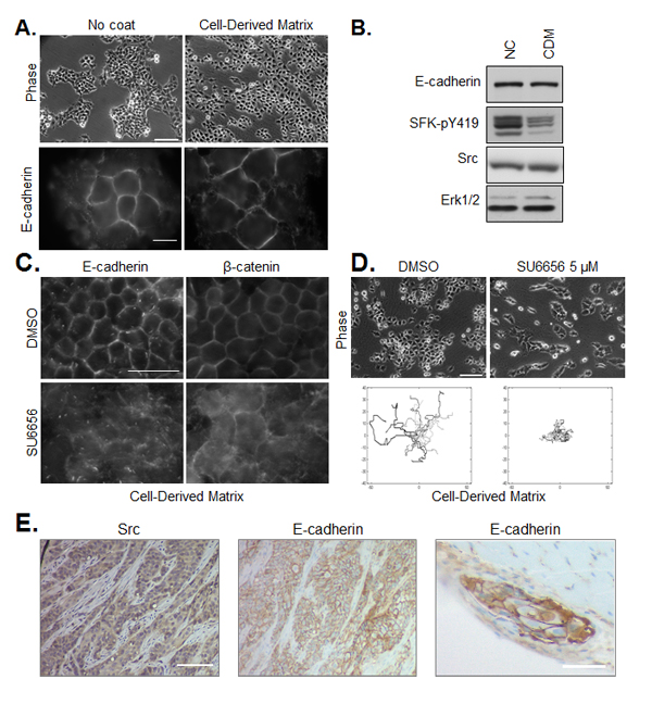 Regulation of cell cohesion and SFK on cell-derived matrix and