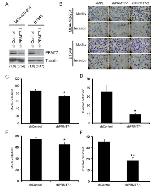 Knockdown of PRMT7 in invasive breast cancer cells inhibits their ability to invade.