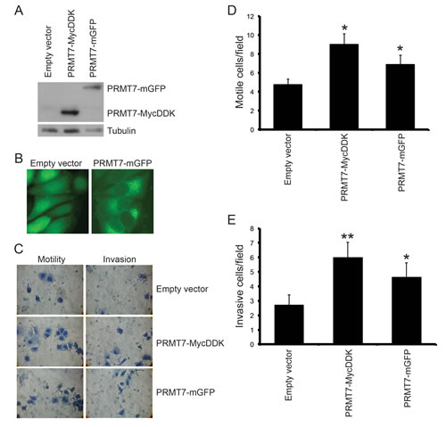 Overexpression of PRMT7 in non-invasive breast cancer cells promotes invasion.