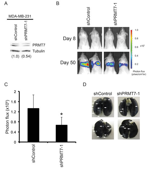 Knockdown of PRMT7 reduces breast cancer cell metastasis in vivo.