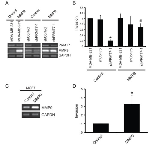 Overexpression of MMP9 rescues the loss of invasion resulting from PRMT7 depletion.