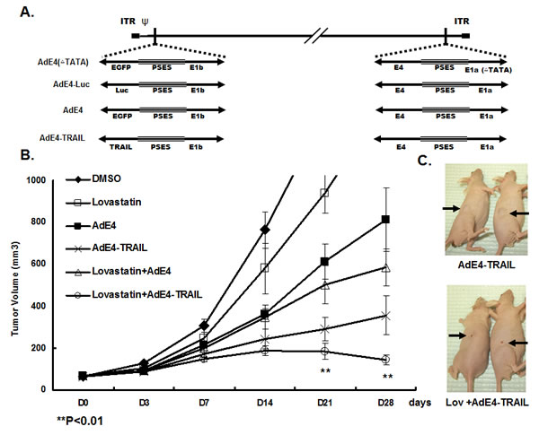 Lovastatin significantly enhanced tumor suppression efficacy of oncolytic adenovirus constructs, AdE4 and AdE4-TRAIL.