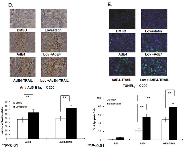 fig1b