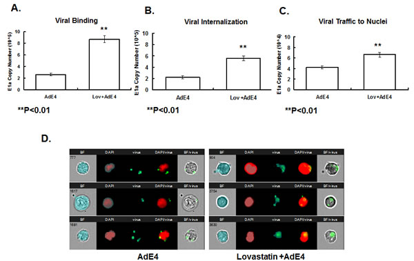 Lovastatin significantly enhanced adenoviral binding, internalization and intercellular trafficking to the nuclei.