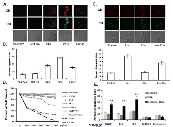 Lovastatin induced cell apoptosis, and sensitized cancer cells to TRAIL-induced apoptosis.