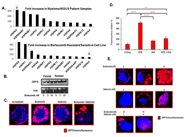 Effect of bortezomib and metformin treatment on GRP78 in myeloma cells.