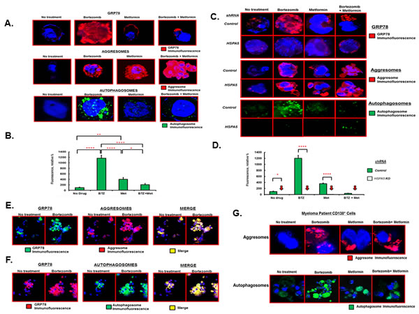 Effect of bortezomib and metformin on autophagosome formation.