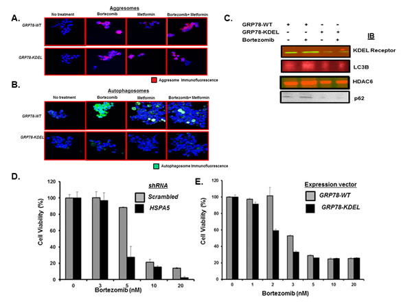 Effect of GRP78 genetic silencing on bortezomib-induced autophagosome formation.