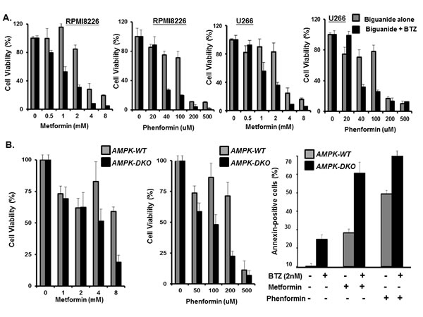 Metformin effect on myeloma viability.