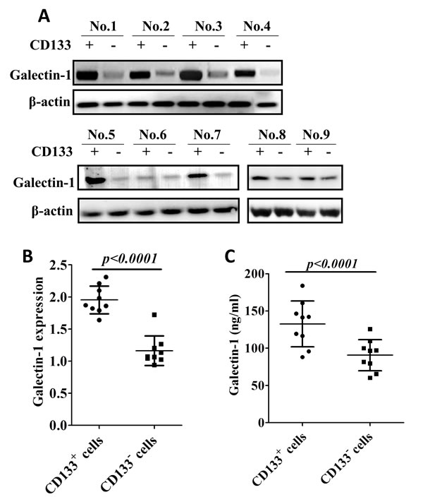 Galectin-1 is overexpressed in CD133