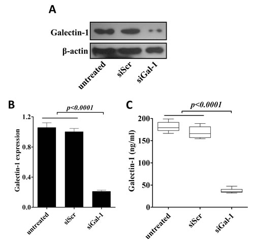 Generation of stable knockdown of galectin-1 CD133